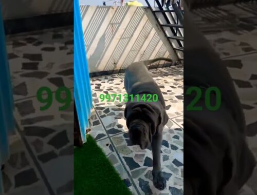 Neapolitan Mastiff stud/Napolian mastiff 9971311420 #shorts #viral #trending #shortvideo #viralvideo