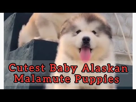 Baby Alaskan malamute puppies cutest and funny compilation| Running and playing in the snow
