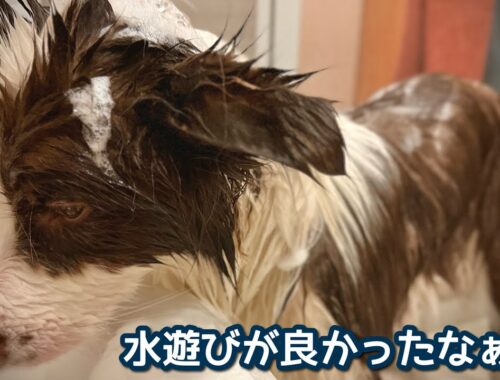 【お風呂】水遊びがしたかったのにシャンプーされてしょんぼりする愛犬【ボーダーコリー】