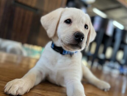 Christmas Surprise! Lab Puppy FROSTY Goes Home with his new Brothers! #labrador #puppy #cutepuppies