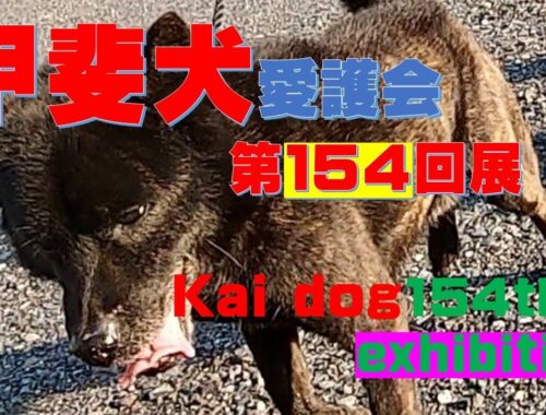甲斐犬愛護会第１５４回展覧会　（Kai dog154th exhibition）【Samurai dog TV】