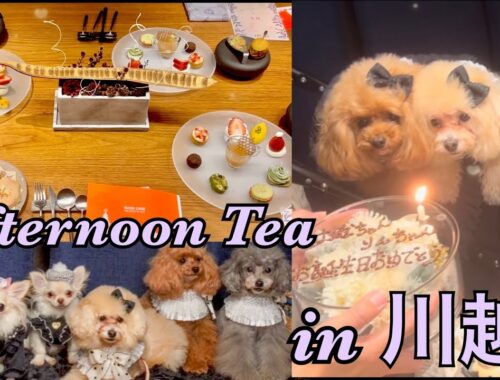 【犬とお出かけ】愛犬とアフタヌーンティー/トイプードルのお友達の誕生日祝いをしました