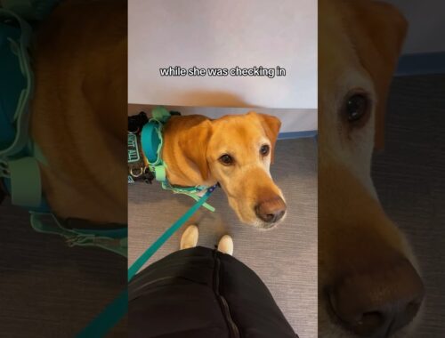 Come to the doctors with service dog Jake! #dog #servicedog #youtubeshorts #shorts #fyp #animals