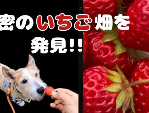 【沖縄】犬連れいちご狩り