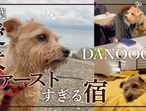 【DANQOO】愛犬ファーストで考えられた宿が最高すぎました...【ノーフォークテリア】
