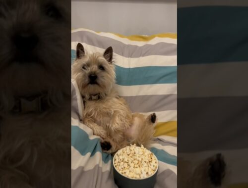 Crufts and popcorn. The best way for a cute Cairn Terrier dog to spend a Sunday @crufts