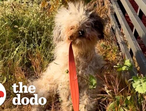 Woman Rescues A Dog And Doesn’t Know She’s Pregnant | The Dodo