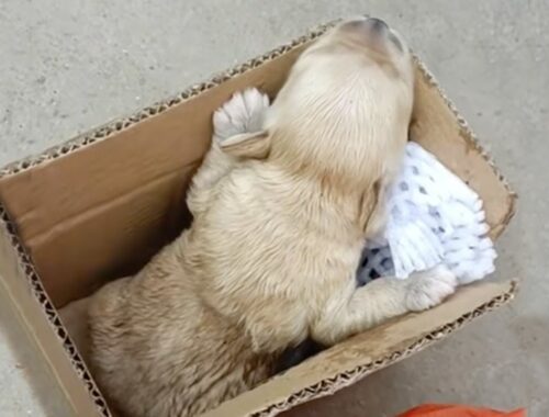 Left in the trash, the 1-week-old puppy cried loudly for his mother because he was hungry