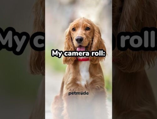 Gallery of dog photos 📷✨ | PetMade