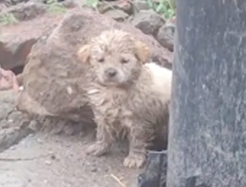 With his fur covered in mud, the puppy stood trembling behind the electric pole asking for help