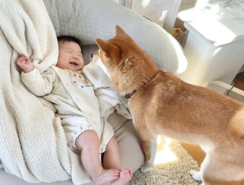 顔近づけてくる柴犬にキャッキャと赤ちゃんが喜ぶ優しい世界