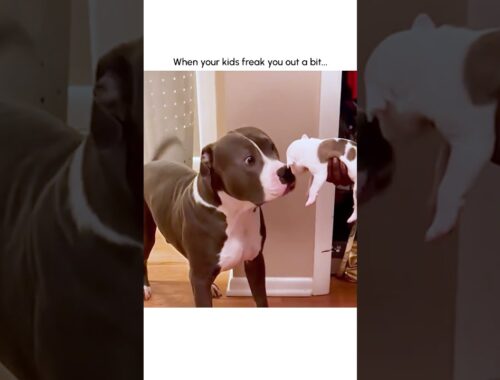 Hilarious Mama Dog Freaks Out After Meeting Puppy!