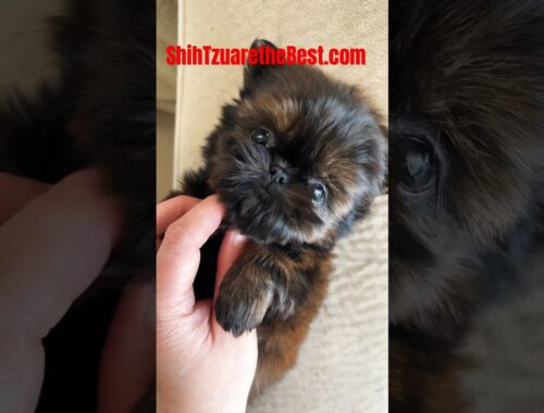 Best Video of a Tiny Cute Puppy.  #chill #dog #shihtzu #puppy #cute #pets