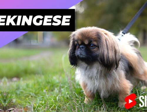 Pekingese 🐶 One Of The Laziest Dog Breeds In The World #shorts