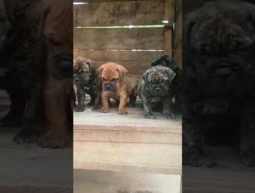 Bull Mastiff puppies available for booking. Contact +233553284056 #dog #bullmastiff #shorts