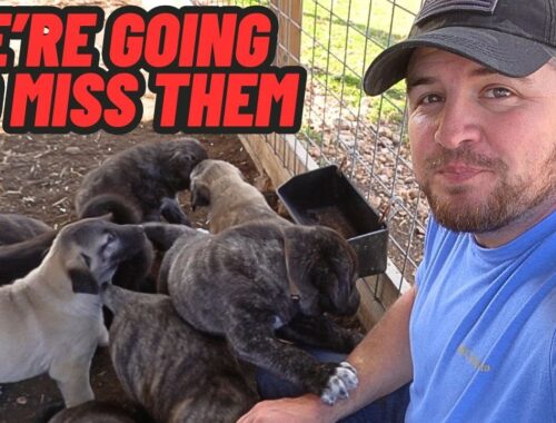 GUARD DOG PUPPIES Last Video On The Farm! It's Time For Them To Go!