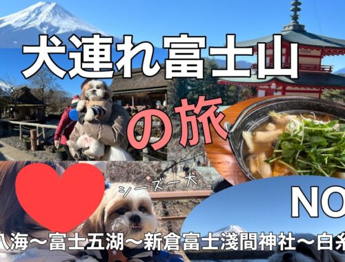 【シーズー】犬連れ一日かけて富士山周辺満喫しました！#シーズー#shihtzu #犬連れアラフィフ夫婦