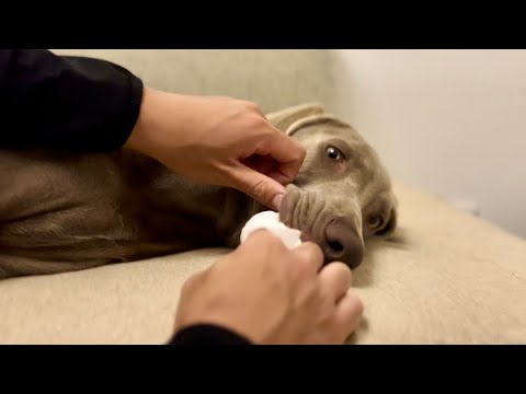 子犬の歯磨き練習。ワイマラナーの子犬