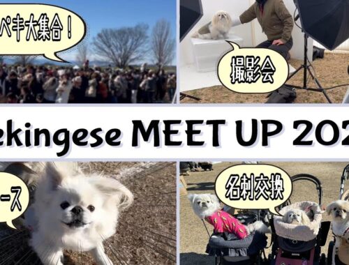 【Pekingese MEET UP 2024】日本中から455頭のペキニーズが大集合！