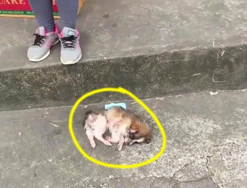 The poor puppy cried loudly calling for its mother,  but no one stopped to help her