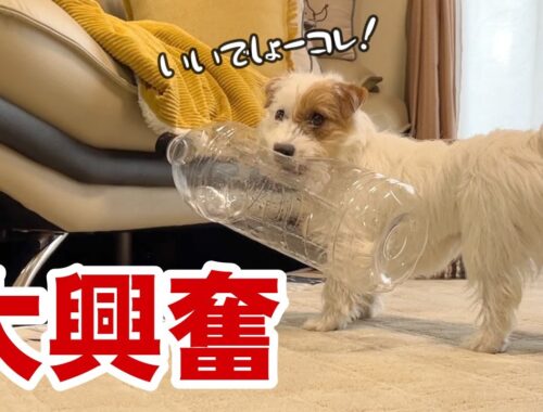 【大興奮】コスパ最強オモチャ！！大きなペットボトルに大興奮する犬