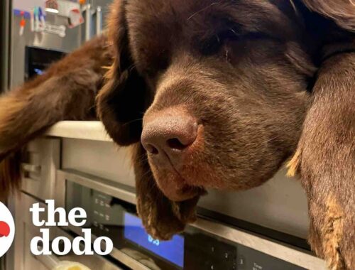 155-pound Dog Will Only Sleep On Her Mom’s Kitchen Counter | The Dodo