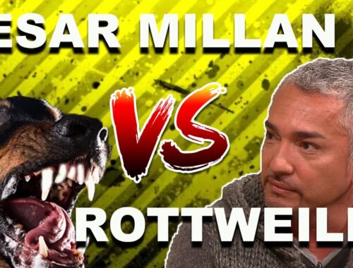 Cesar Millan vs. OVERPROTECTIVE Rottweiler