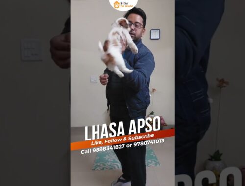 Lhasa Apso Pet Shop #shortsfeed