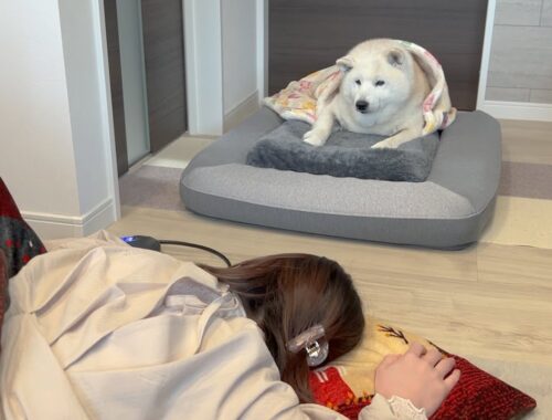 疲れてコタツで寝る嫁ちゃんをベッドから優しく見守る柴犬