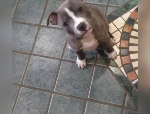 Perfect blue Staffy puppy confused