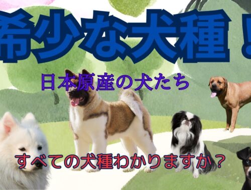 日本原産の犬たち