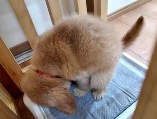 これは凄すぎる！家に来たその日にトイレを完璧に覚える子犬。【Golden Retriever japan】