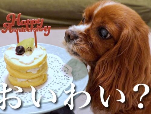 【うちの子記念日】手作りの犬用ケーキでお祝いしたら感動の食べっぷりだったw🎂【元保護犬 / キャバリア】