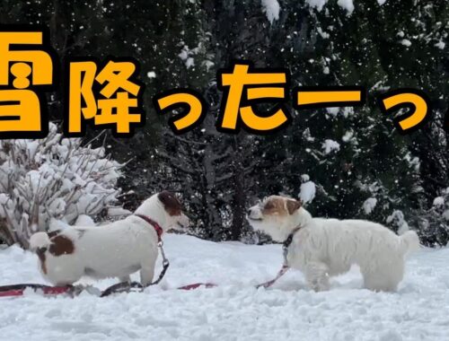 【3ぴき多頭飼い】雪が降って庭で大はしゃぎするジャックラッセルテリアと暖かい部屋で見守るハイシニア犬