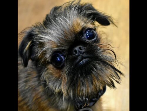 Naughty Brussels Griffon Puppy