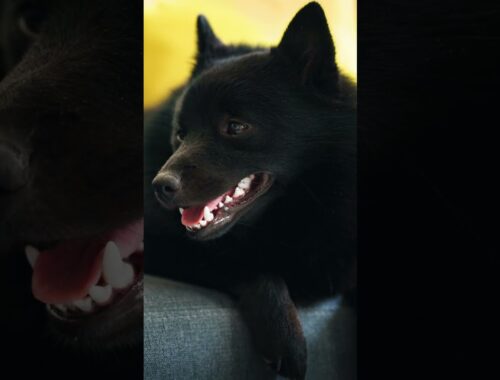 Schipperke: Conoce al Valiente 'Pequeño Capitán💪😎😍😱 #youtubeshorts #animales #dog