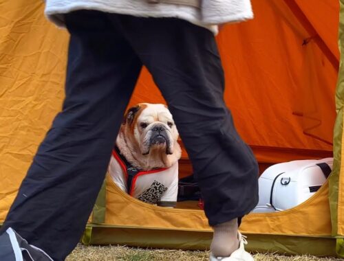 【娘夫婦と初キャンプ】テントを片付ける時　どこに居たら邪魔になるかをじっと観察する犬