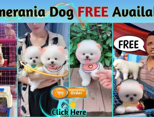 FREE FREE Pomeranian Dog Available | Teacup Dog | Pocket Dog | Cute puppies price in India | #viral