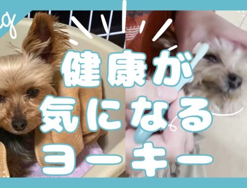8歳ヨーキーの健康事情【#雑談 】【#シニア犬 】