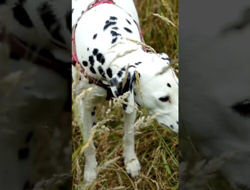Dalmatians and Firefighters: A Historic Duo for Safety and Service