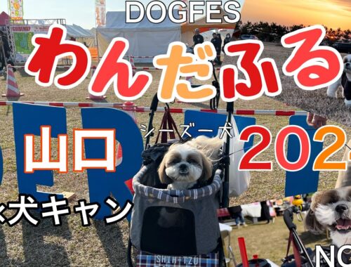 【シーズー犬】わんだふる山口2024 初参加したら、凄く大きなイベントでした！#シーズー #shihTzu#dog