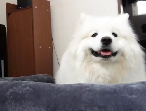 新しい自分専用ソファに喜びが隠しきれないサモエド犬