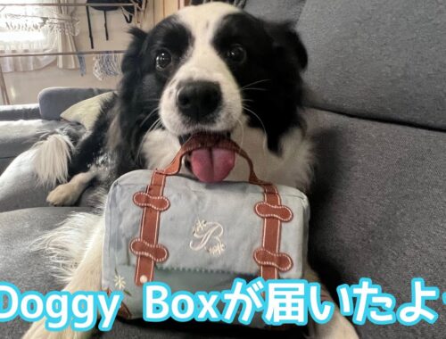 【DoggyBox】愛犬へのプレゼント #bordercollie #ボーダーコリー #dog #doggybox