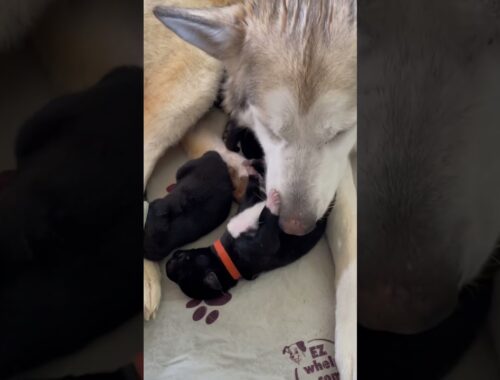 Dog mom cleaning her new baby