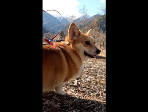アルプスを背に立つコーギー / Corgi standing in the background of the Japanese Alps #コーギー #sakura #サクラ