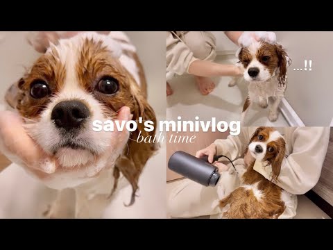【vlog】キャバリアさぼ｜苦手なお風呂頑張りました！/愛犬のお家お風呂