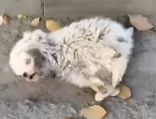 After the accident, the puppy collapsed on the road but still tried his best to get up