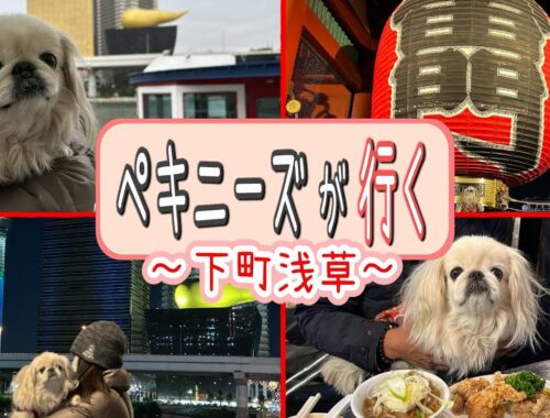 ペキニーズRinが浅草の"愛犬が楽しめるスポット"を満喫＆ご紹介！