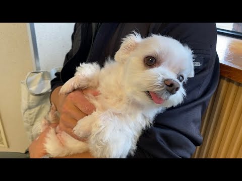 愛犬が血尿を出したので急遽病院へ。