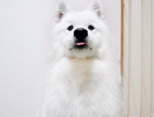 お風呂後のブローで輝くような白さを取り戻したモフモフ犬【サモエド】